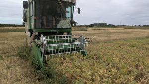 Chickpea trial harvesting at Niab 2025