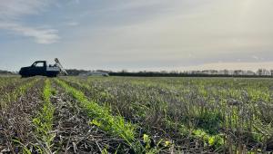 Cover crops, 16 January 2026