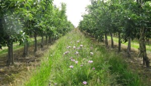 Wild flower strip in orchard
