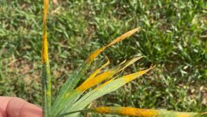 Yellow rust on wheat