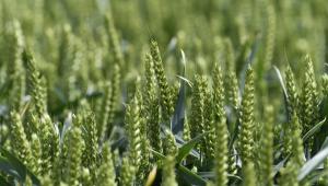 A crop of wheat