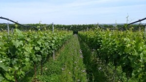 Cover crop growing between vines in the experimental vineyard at NIAB East Malling