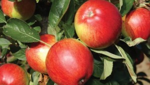 Ripe apples on a tree