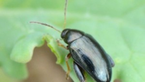 Cabbage stem flea beetle