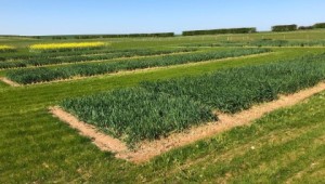 The Cereals site at Duxford 2020