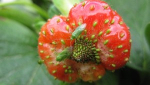 Common green capsid on a strawberry