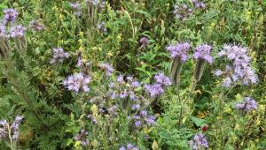 Cover crops
