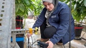 CTP FCR PhD Student Ece Moustafa undertaking research in the glasshouse surrounded by raspberry plants