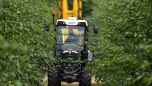 A tractor spraying at plum trees at NIAB's Plum Demonstration Centre