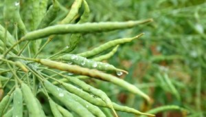 Oil seed rape pods, covered with rain droplets