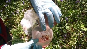 Precision monitoring - filtering RIGA trap