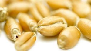 Grains of wheat