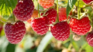 Raspberries