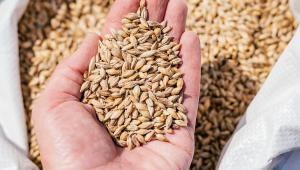 Seed sampling