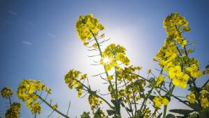 Oilseed rape variety choice