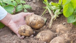 A hand holding two potatoes