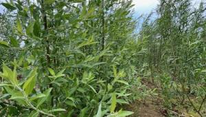 Biomass open day  21 January 2026