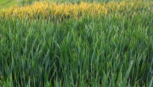 Yellow rust in the field