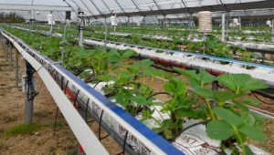 Strawberry plants growing in rows at the WET Centre, NIAB West Malling