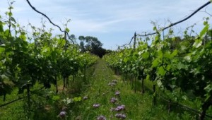 Vineyard at NIAB East Malling