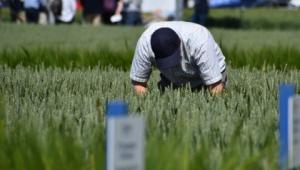 Checking the Niab demonstration plots