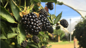 Blackberries growing in a polytunnel