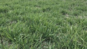 Young wheat plants growing in a field in the UK