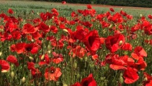 Poppies in an arable field