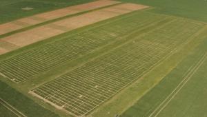 Wheat regen in Bullswood