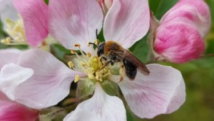 Andrena haemorrhoa on apple blossom