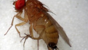 Female spotted wing drosophila