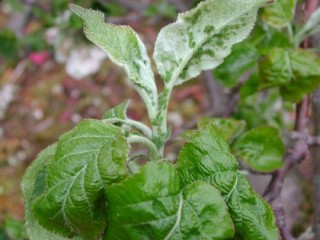 Apple grass aphid on new shoot