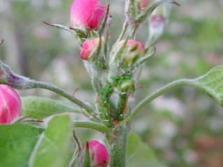 Apple grass aphid on flower truss