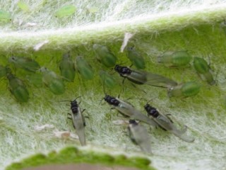 Apple grass aphid with winged males