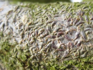 Mussel scale on branch