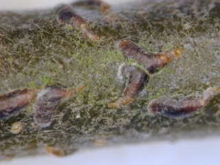 Mussel scale on branch