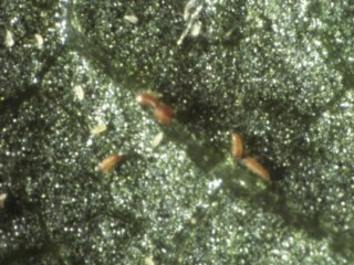 Apple rust mite on leaf