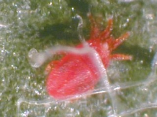 Adult flat scarlet mite