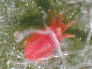 Flat scarlet mite