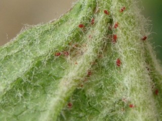 Flat scarlet mite on leaf