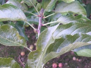 Fruit tree red spider mite damage