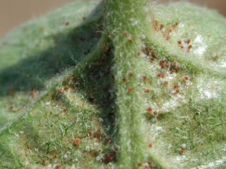 Fruit tree red spider mite on Bramley leaf