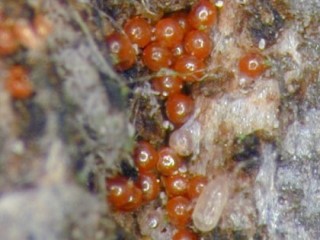 Fruit tree red spider mite eggs