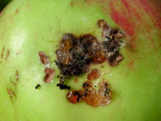 Blastobasis feeding scars to Cox fruit