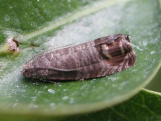 Codling moth adult