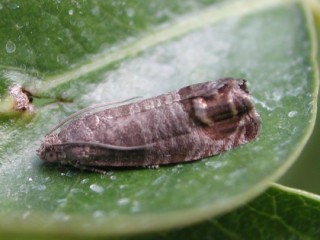 Codling moth adult