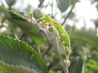 Tortrix damage to leaves