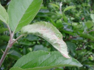 Leaf roll caused by light brown apple moth