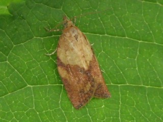 Light brown apple moth adult