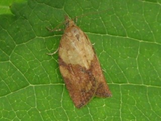 Light brown apple moth adult